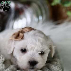 Tiny-Peppermint, Bichon Frise Puppy